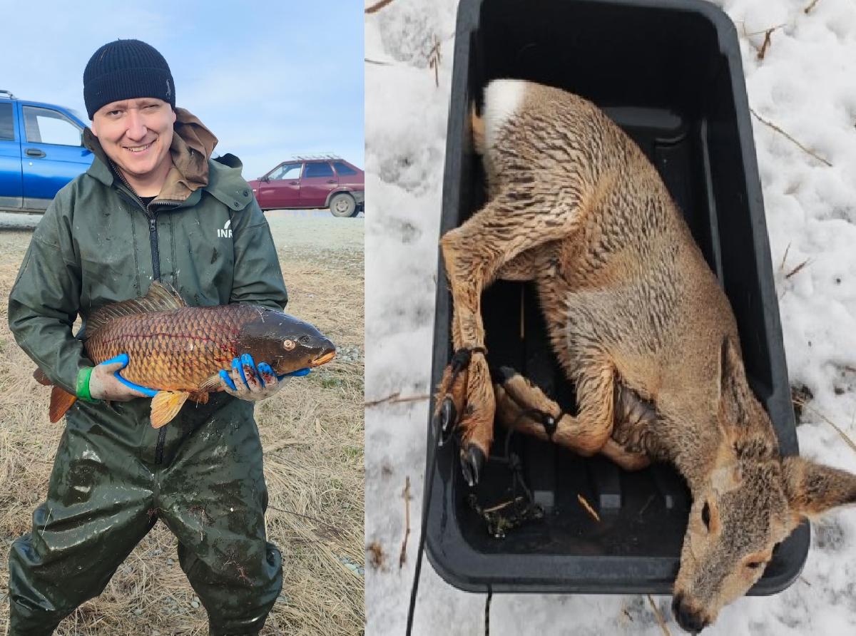Рыбак из Новосибирской области вместе с другом спас больше тридцати косуль, попавших в ледяной плен
